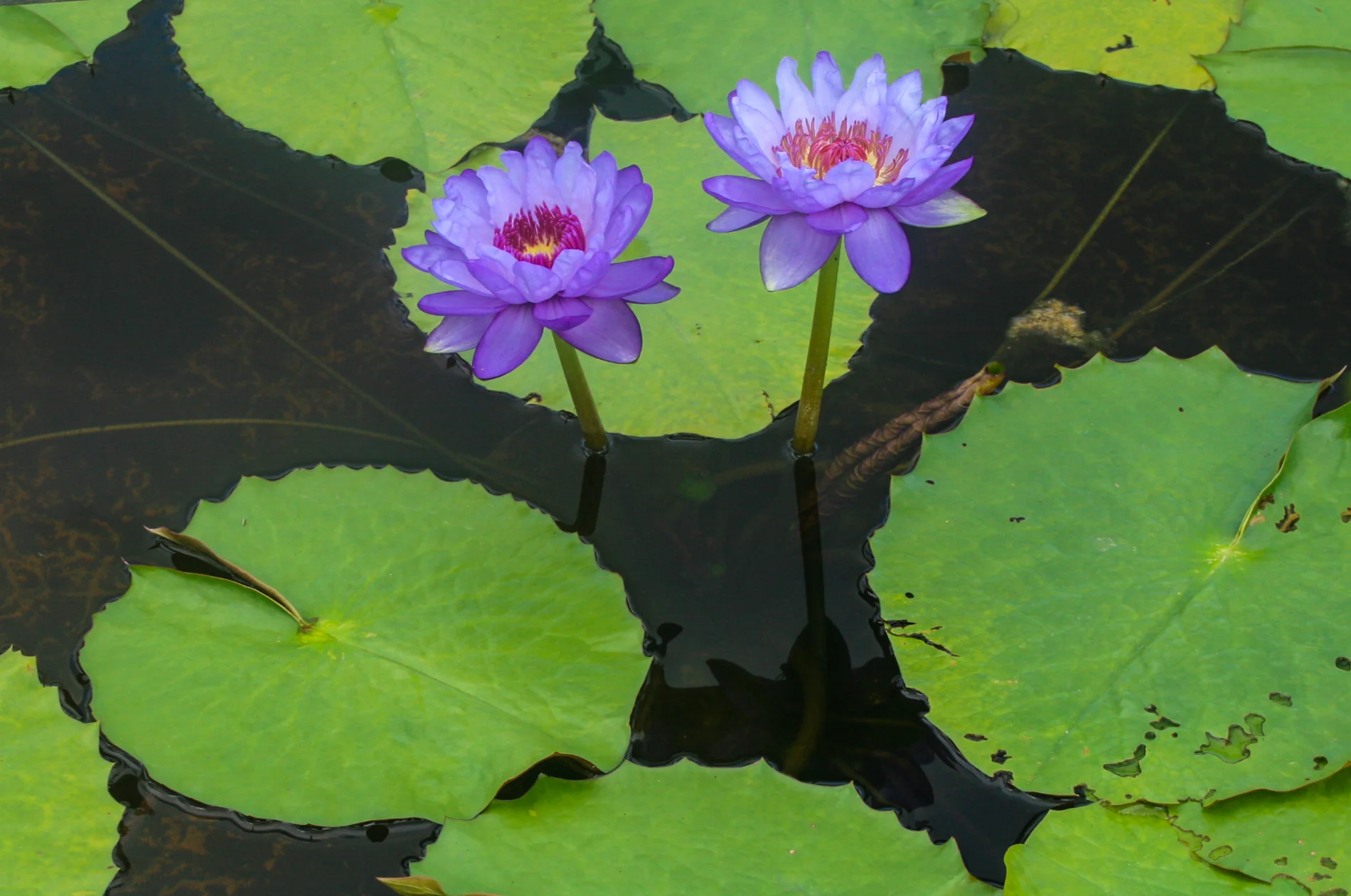 Nymphaea 'Betty Lou' — Florida Aquatic Nurseries